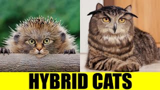 HYBRID CATS  Animals That Dont Exist [upl. by Dowzall604]