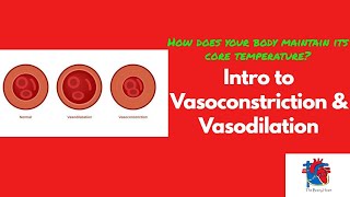 Intro to Vasoconstriction amp Vasodilation [upl. by Mayberry725]