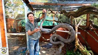 Massive Black Mamba At Lawnwood Snake and Reptile Park [upl. by Ydnelg]