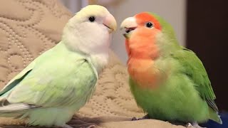 Lovebirds Singing amp Talking  Lovebirds As Pets [upl. by Iad]