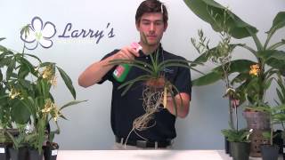 Vanda Orchid 101  How To Fertilize [upl. by Nyrhtakyram]