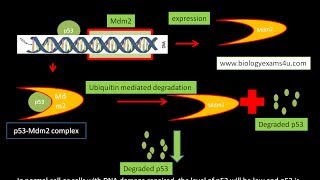 p53 mdm2 Interaction [upl. by Droc]