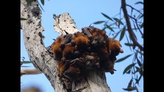 🦇 Grey headed Flying Foxes Pteropus poliocephalus in large colony [upl. by Sac]