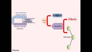 Heparin  Mechanism of Action [upl. by Turnbull100]