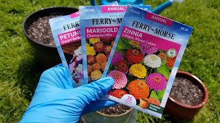 Planting Annual Flower Seeds in Containers  Marigolds Petunias and Zinnias [upl. by Milissa]