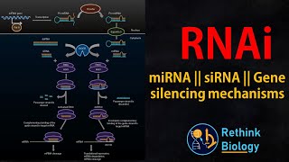 RNA interference RNAi Animation  miRNA  siRNA  mRNA regulation [upl. by Aniteb]