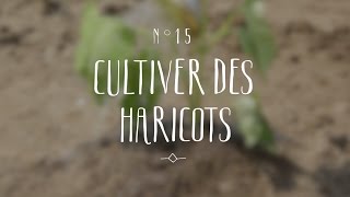 Cultiver des haricots [upl. by Gildus]