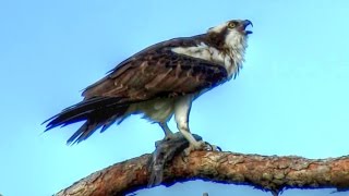 Osprey Calling  Loud and Long [upl. by Ellennod]