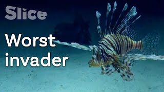 Where did the Lionfish come from   SLICE [upl. by Horatius969]