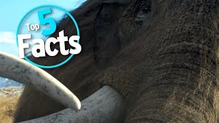 Top 5 Facts about Mammoths [upl. by Ateval]