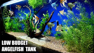 Build A Low Budget Planted Aquarium For Angelfish [upl. by Gable315]