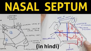 Nasal Septum in hindi  Head amp Neck [upl. by Sydney639]