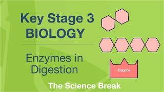 Key Stage 3 Science Biology  Enzymes in Digestion [upl. by Shandy]