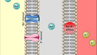 Thiazides Diuretics  Mechanism of action [upl. by Haneeja]