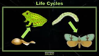 4th Grade  Science  Life Cycles  Topic Overview [upl. by Enelym295]