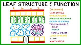 Leaf Structure and Function [upl. by Madelina357]