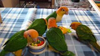 Baby caiques and Conure play time [upl. by Aidnyc]