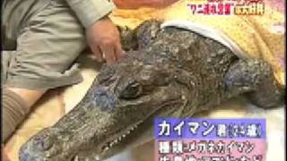 Cayman Alligator As a Pet [upl. by Ajoop]