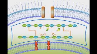 Penicillin Mechanism of Action animation video [upl. by Elfont]