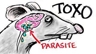 Toxoplasma  The Parasite That Turns FEAR Into DESIRE [upl. by Nicol]