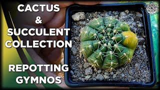 Repotting Gymnocalycium  Cactus amp Succulent Collection [upl. by Godwin]