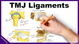 Temporomandibular Joint TMJ Ligaments  Anatomy amp Functions [upl. by Adirehs]