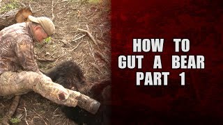 How to gut a bear  Part 1 [upl. by Charita]