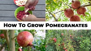 5 Year Pomegranates  How To Grow Wonderful Pomegranates amp Pomegranate Tree Care [upl. by Ermentrude367]