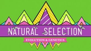 Natural Selection  Crash Course Biology 14 [upl. by Suiratnauq91]