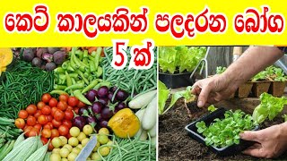 elawalu wagawa  කෙටි කාලයකින් පලදරන බෝග  how to grow  gewathu wagawa  ගෙවතු වගව  sinhala [upl. by Jackie]