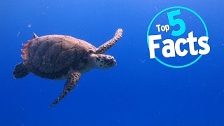 Top 5 Endangered Animal Facts [upl. by Ayardna]