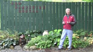 Fall Hosta Garden Cleanup 101 [upl. by Mikaela]