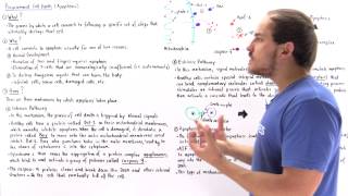 Apoptosis Programmed Cell Death [upl. by Schrick]
