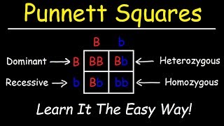 Punnett Squares  Basic Introduction [upl. by Odraccir]