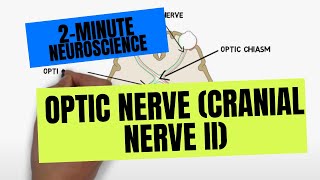 2Minute Neuroscience Trigeminal Nerve Cranial Nerve V [upl. by Adia]