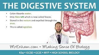 The Digestive System  GCSE Biology 91 [upl. by Osicnarf]