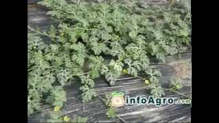 Watermelon Growing How to plant grow and harvest watermelon [upl. by Hareehat]