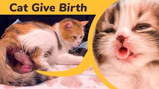 Cat Giving Birth to 5 Kittens With Complete Different Color [upl. by Motteo]