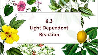 63 Light Dependent Reaction [upl. by Rhea]