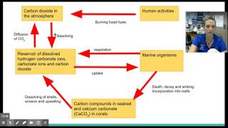 Nutrient Cycles in Marine Ecosystems [upl. by Otreblif]