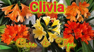 Clivia  Care and Growing Tips [upl. by Nuawtna803]