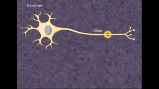 The Nerve Impulse HD Animation [upl. by Akemal954]