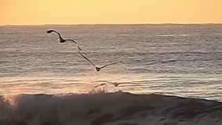 Gaviotas volando sobre el mar en Cámara Lenta HD  Slow Motion [upl. by Benis]