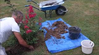 4  Plantation dun lagerstroemia [upl. by Rahman]