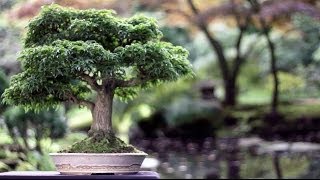 Bonsai trees [upl. by Ramsden787]