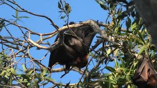 Black Flying Fox 10 [upl. by Veronike90]