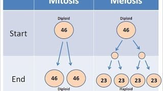 Mitosis vs Meiosis [upl. by Sido705]