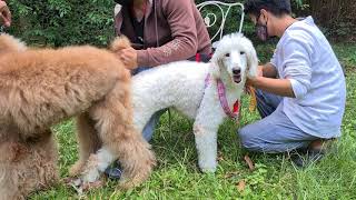 Standard Poodle Mating1 [upl. by Airdnat478]