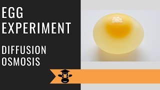 Egg experiment demonstrates osmosis and diffusion [upl. by Antonius726]