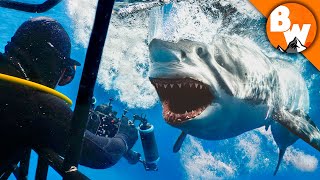 Entering Kill Zone with Great White Sharks [upl. by Eveam99]